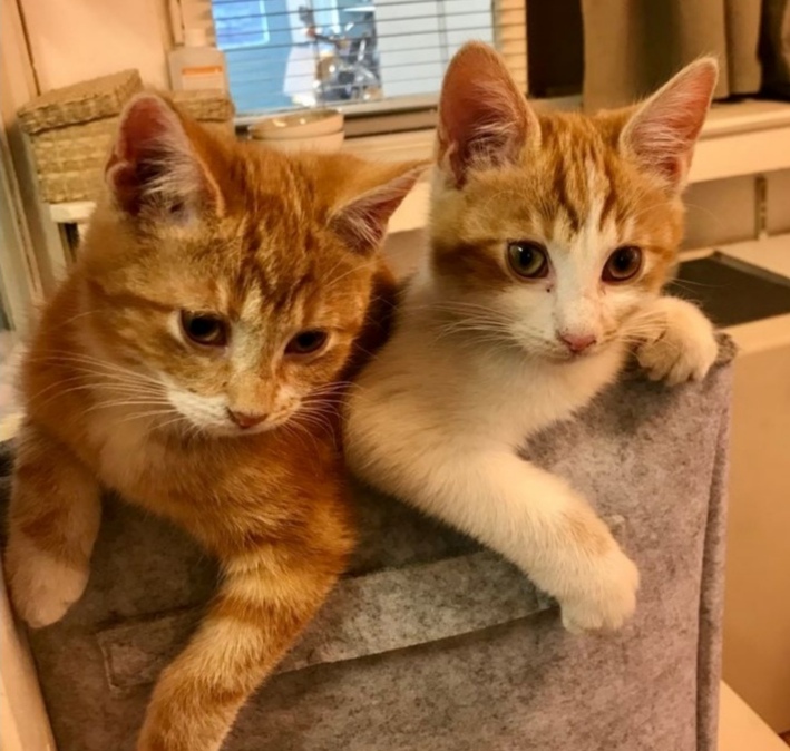 Ansicht der Katzen